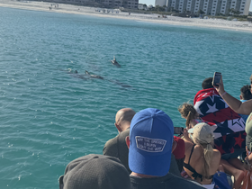 A group of excited guests watches dolphins swimming in clear turquoise waters, capturing a memorable wildlife encounter during their boat tour.