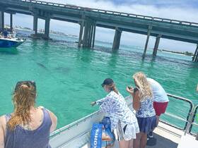 A group of excited guests on a boat points at dolphins swimming beneath the surface in crystal-clear waters, capturing a memorable wildlife encounter.