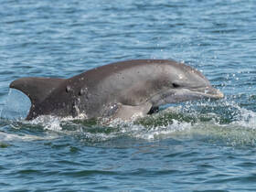 A playful dolphin leaps from the water, showcasing its agility and grace — a captivating moment for wildlife enthusiasts and marine lovers.