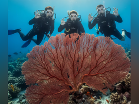 Three divers explore a vibrant coral reef, showcasing the beauty of underwater life — an unforgettable scuba diving experience.