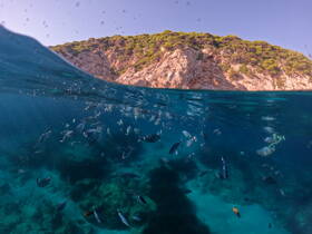 An underwater view showcasing a vibrant school of fish swimming near a rocky coastline, highlighting the rich marine life in the area.
