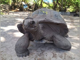 A close-up of a tortoise in a natural setting, showcasing its unique features and texture — a fascinating glimpse into wildlife.