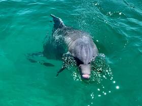 A playful dolphin swims gracefully in crystal-clear waters, showcasing the beauty of marine wildlife encounters.