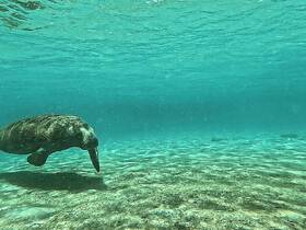 A serene underwater shot of a manatee gliding through clear waters, showcasing the beauty of marine wildlife in their natural habitat.