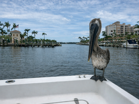 A close-up of a pelican perched on the edge of a boat, overlooking a scenic waterfront with palm trees and docks in the background — a perfect capture of wildlife in a coastal setting.