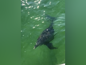 A dolphin swims gracefully in clear green waters, showcasing the beauty of marine wildlife encounters.