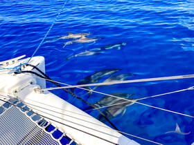 A stunning view of dolphins swimming gracefully beneath the surface, captured from a boat — a perfect wildlife encounter in the open sea.