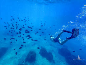 A snorkeler explores a vibrant underwater scene filled with schools of fish, showcasing the beauty of marine life in crystal-clear waters.