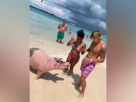 A lively interaction between guests and a swimming pig on a beautiful beach — a unique wildlife experience in the Bahamas.
