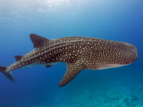 A majestic whale shark glides gracefully through the clear blue waters, showcasing its unique pattern — a breathtaking encounter with one of the ocean's gentle giants.