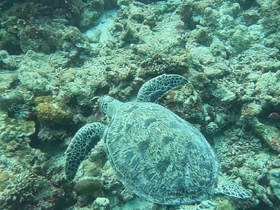 A beautiful sea turtle glides gracefully over a vibrant coral reef, showcasing the stunning underwater wildlife of the ocean.