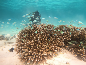 A diver explores a vibrant coral reef teeming with colorful fish, showcasing the beauty of underwater ecosystems — a must-see for snorkeling and diving enthusiasts.