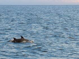 A pair of dolphins gracefully swim through the calm ocean waters, showcasing the beauty of marine wildlife in their natural habitat.
