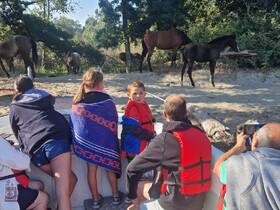 A group of children and adults observe wild horses from their boat, showcasing a unique wildlife encounter in a natural setting.