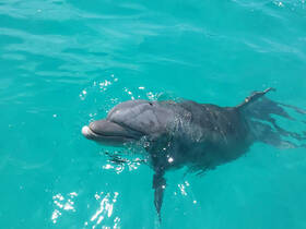 A close-up shot of a dolphin swimming in crystal-clear turquoise waters, showcasing the beauty of marine wildlife encounters.