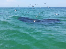 A flock of birds gracefully flies over the turquoise waters, showcasing the vibrant marine environment. Perfect for nature lovers and wildlife enthusiasts.