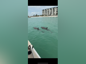 A captivating view of dolphins swimming in the clear turquoise waters, showcasing the beauty of marine wildlife in a coastal setting.
