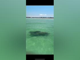 A serene view of stingrays gliding through the clear turquoise waters, showcasing the beauty of marine wildlife in their natural habitat.