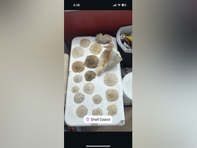 A collection of sand dollars and seashells displayed on a table, showcasing beach finds from Shell Island — perfect for nature lovers and beachcombers.