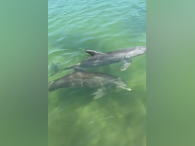 Two dolphins swim gracefully in clear waters, showcasing the beauty of marine wildlife encounters.