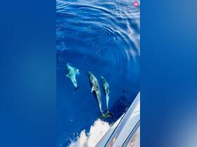 A captivating view of dolphins swimming gracefully in the deep blue waters, showcasing the beauty of marine wildlife encounters.