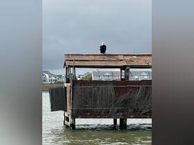 A majestic bald eagle perches on a weathered structure by the water, showcasing the beauty of wildlife in its natural habitat.