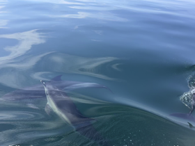 Charter Image
