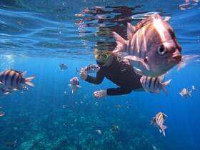 A snorkeler interacts with vibrant fish underwater, showcasing the beauty of marine life — a perfect moment for ocean enthusiasts and wildlife lovers.