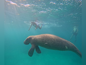 A captivating underwater scene featuring a manatee swimming alongside snorkelers, showcasing the beauty of marine wildlife encounters.