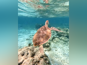 A stunning underwater shot of a sea turtle gracefully swimming over a coral reef, showcasing the beauty of marine wildlife in its natural habitat.