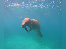 A serene underwater shot of a manatee gracefully swimming through clear turquoise waters, showcasing the beauty of marine wildlife.