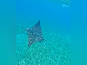 A stunning close-up of a stingray gliding gracefully through clear waters, showcasing the beauty of marine wildlife in its natural habitat.