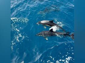 A captivating view of dolphins swimming gracefully in the clear blue waters, showcasing the beauty of marine wildlife.