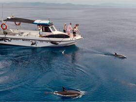 Guests on a boat enjoy a close encounter with dolphins swimming in crystal-clear waters — a memorable wildlife experience perfect for marine enthusiasts.