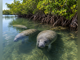 A serene scene featuring three manatees swimming in clear waters surrounded by lush mangroves, showcasing the beauty of wildlife in their natural habitat.