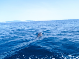 A dolphin gracefully swims through the deep blue waters, showcasing the beauty of marine wildlife in its natural habitat.