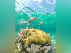 A vibrant underwater scene captures a group of snorkelers exploring a colorful coral reef, showcasing the beauty of marine life — an unforgettable snorkeling adventure.