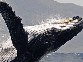 A majestic whale breaches the surface, showcasing its powerful form and creating a stunning display of nature — a breathtaking moment for wildlife enthusiasts.
