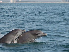 Two dolphins swim gracefully through the clear waters, showcasing the beauty of marine wildlife in their natural habitat.