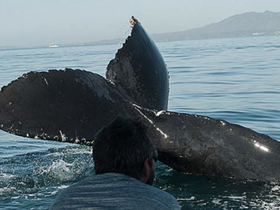A breathtaking close-up of a whale's tail as it interacts with a person on a boat, showcasing the thrill of wildlife encounters in the ocean.