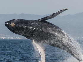 A magnificent humpback whale breaches the surface, showcasing its power and grace in the ocean — a breathtaking moment for wildlife enthusiasts.