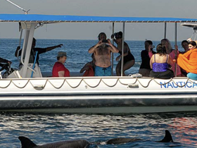 A lively group enjoys a boat excursion, capturing moments with dolphins swimming nearby — a perfect adventure for marine life enthusiasts.