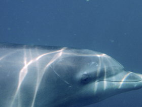 A stunning close-up of a dolphin swimming gracefully underwater, showcasing the beauty of marine wildlife.