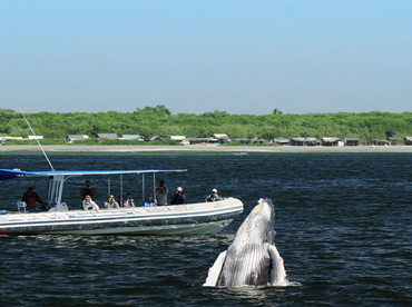 Wildlife Connection – Náutica Adventure 33ft
