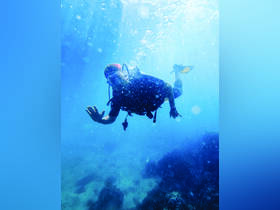 A diver explores the vibrant underwater world, showcasing the thrill of scuba diving in crystal-clear waters — an unforgettable adventure for ocean enthusiasts.