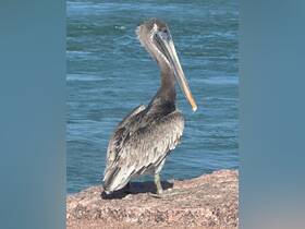 A close-up of a pelican perched on a rock by the water, showcasing its distinctive features and natural habitat.