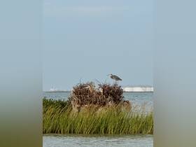 A majestic heron perches atop a natural habitat, showcasing the beauty of wildlife in its serene environment.