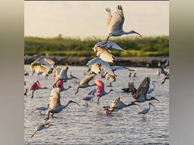 A stunning display of birds taking flight over the water, showcasing the beauty of wildlife in their natural habitat.