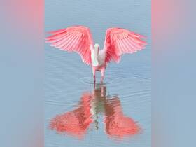 A stunning pink bird stands gracefully in shallow water, showcasing its vibrant plumage and reflection — a captivating moment in nature.