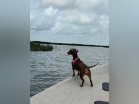 A dachshund gazes out over the water, enjoying the serene natural surroundings — a perfect moment for pet lovers and nature enthusiasts.